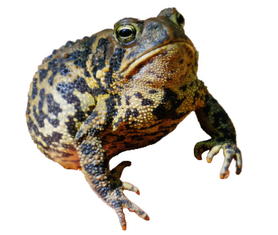 One Toad Photography