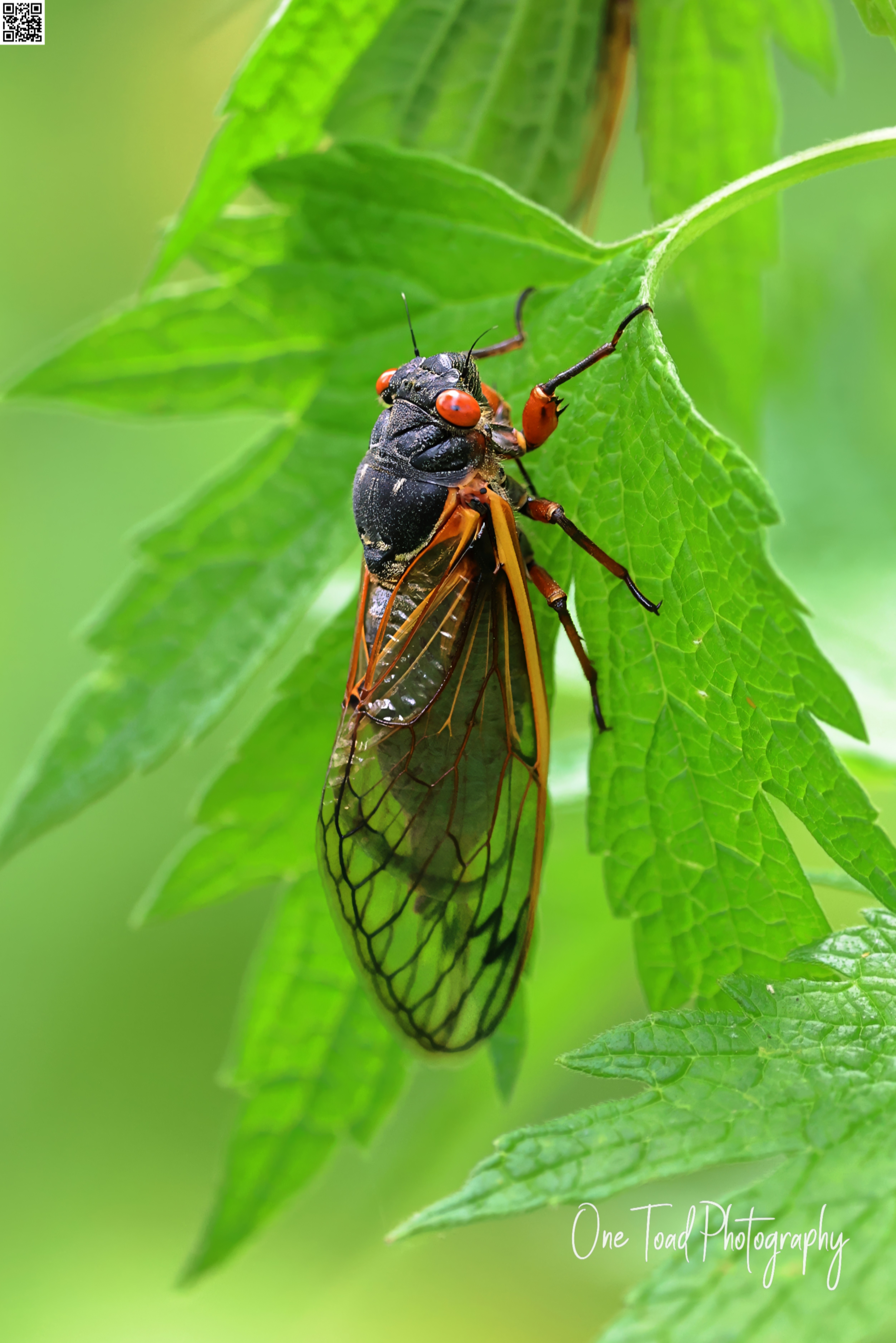Crimson Cicada